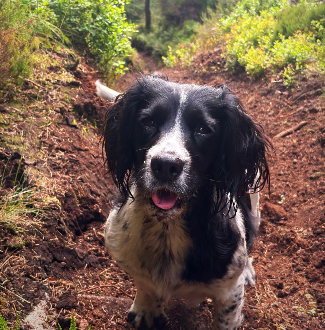 Could Living Soil Affect Your Dog’s Skin, Immunity and Microbiome?