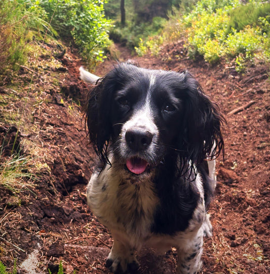 Could Living Soil Affect Your Dog’s Skin, Immunity and Microbiome?